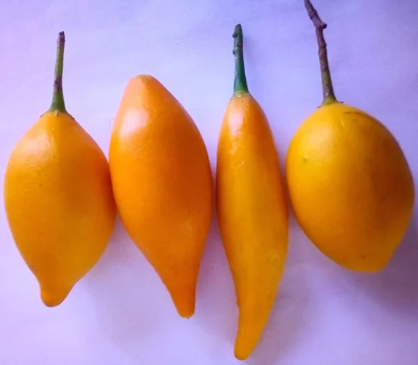 buy iboga fruit pods in Australia