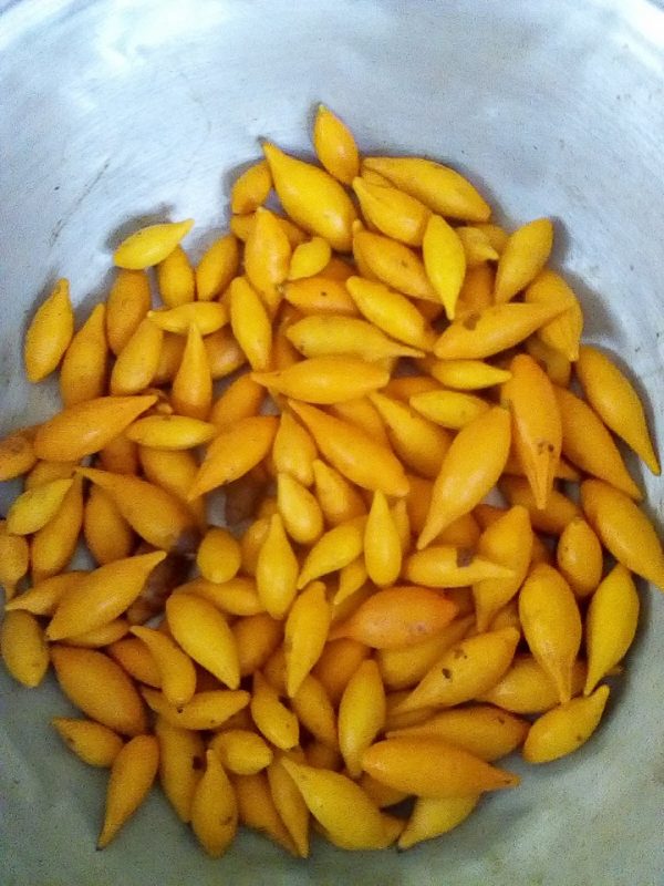 iboga fruit pods