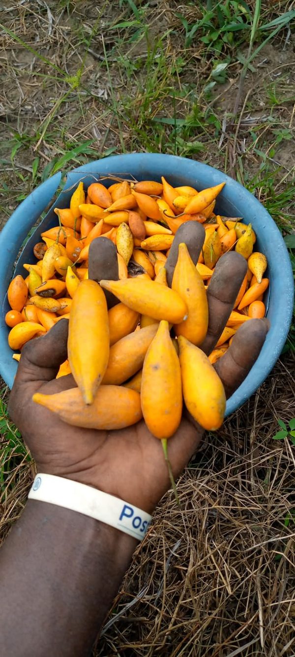 iboga fruit pods