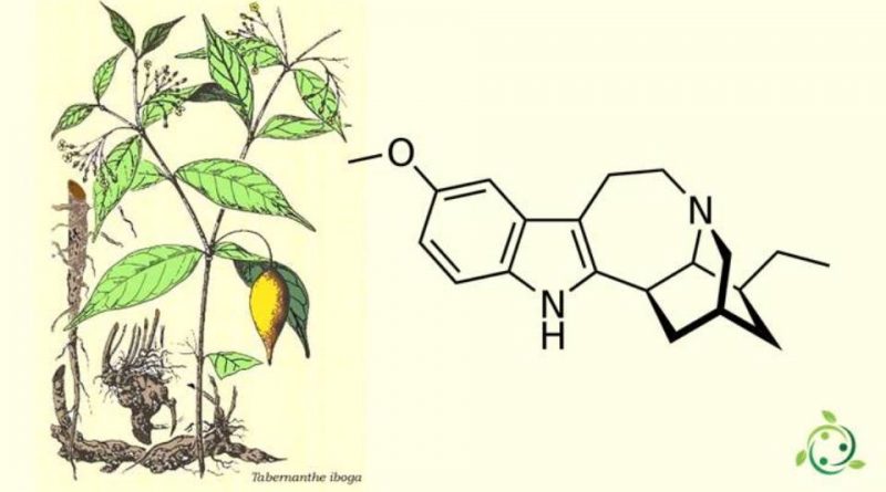 ibogaine Australia