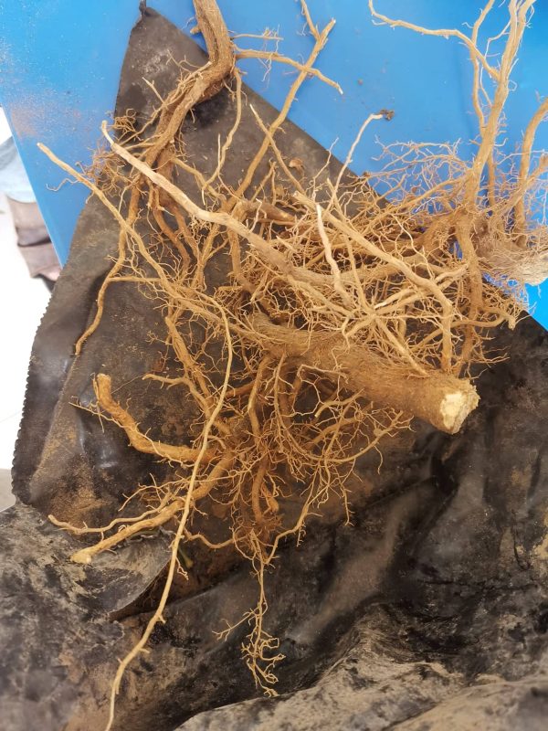buy 50gram Root Bark in Australia
