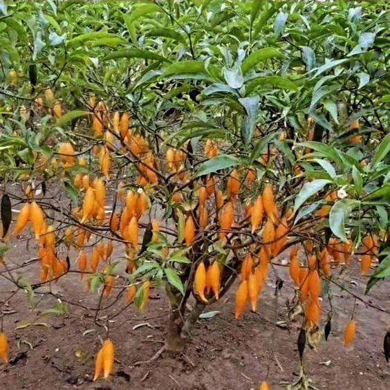 iboga tree Australia