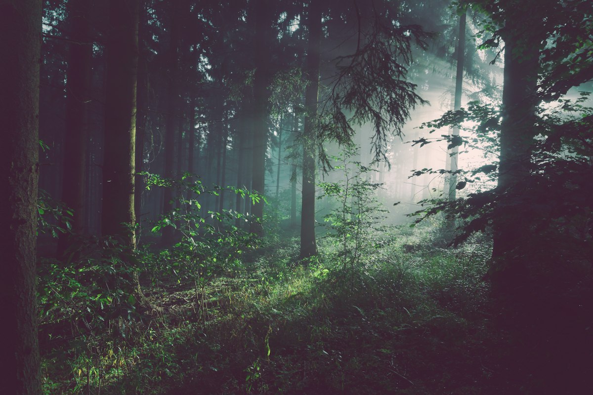 Tropical rainforest understory, the kind of shaded forest habitat where iboga grows in West Central Africa