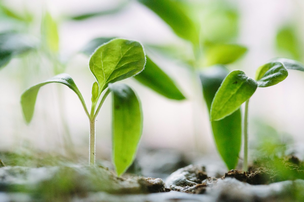 Fresh seeds and young sprout emerging from dark, organic soil