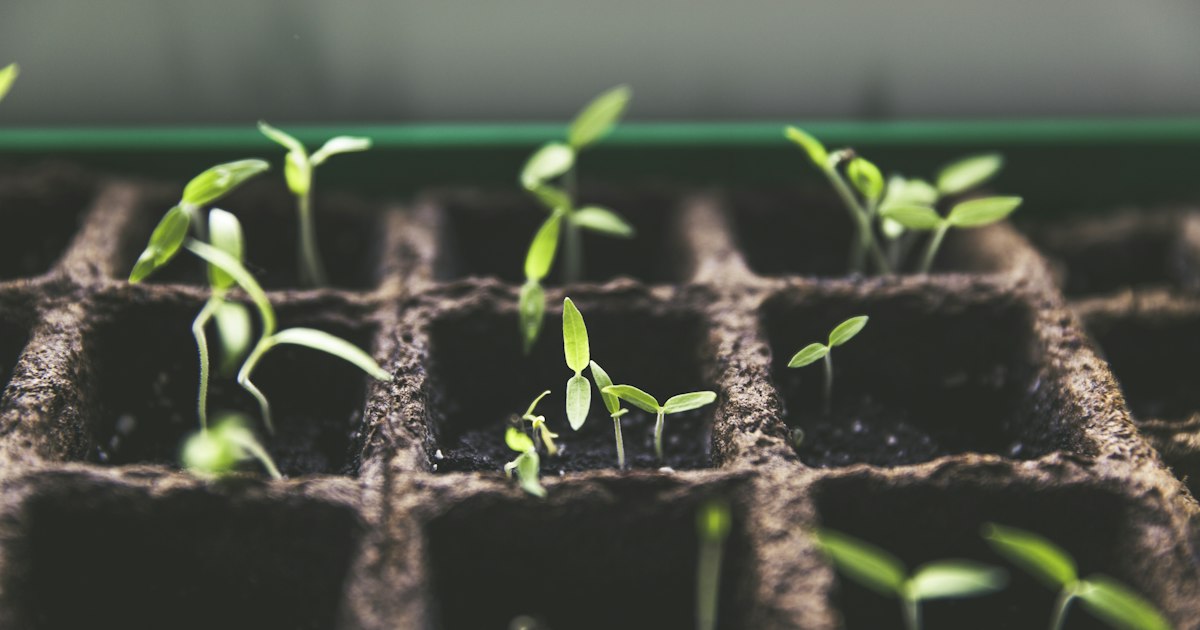 Dark, crumbly humus-rich soil ready for planting tropical seedlings